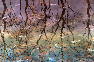 Lin Onus Fish And Leaves